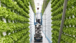 Почетна vertical farming