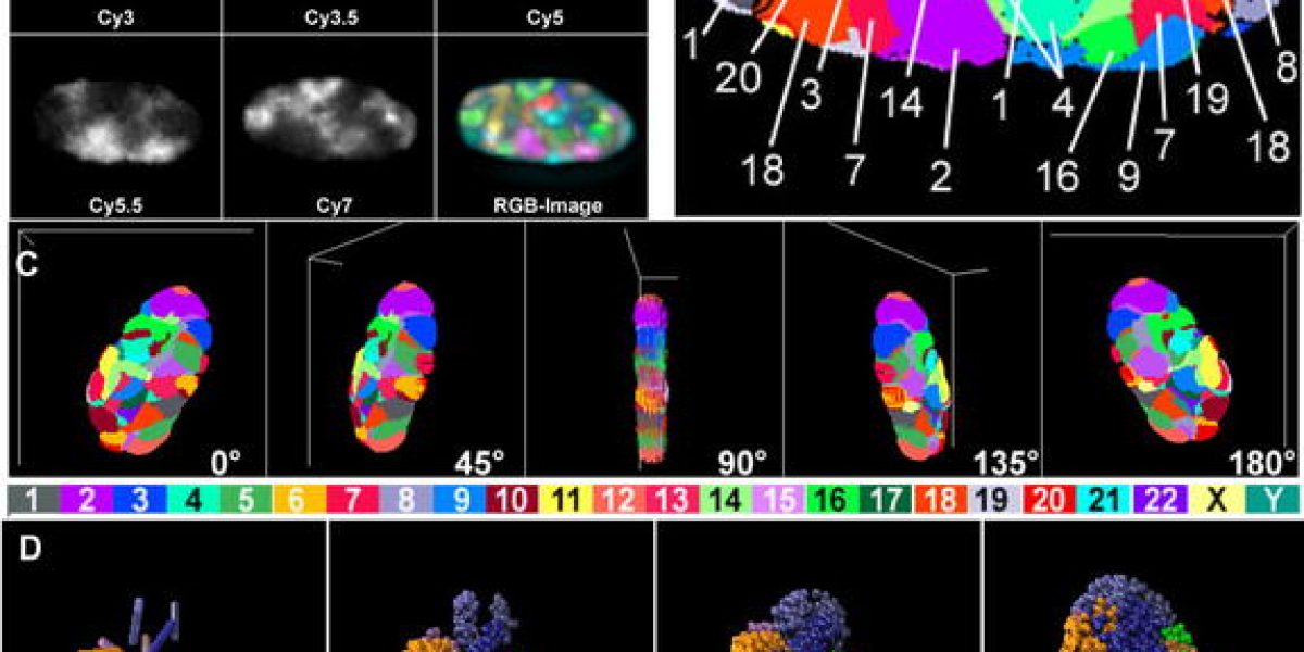 24-Color_3D_FISH_Representation_and_Classification_of_Chromosomes_in_a_Human_G0_Fibroblast_Nucleus_10.1371_journal.pbio.0030157.g001-M