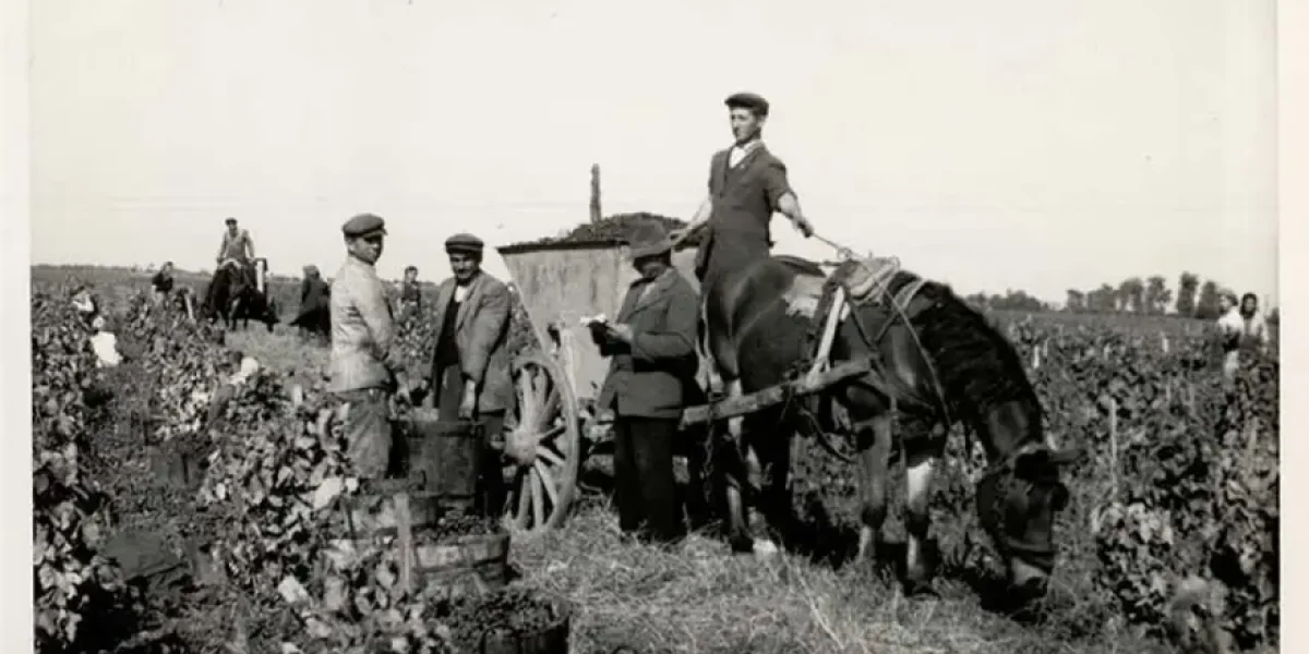 vinarija-coka-neguje-tradiciju-dugu-vise-od-100-godina-1-880x628-1